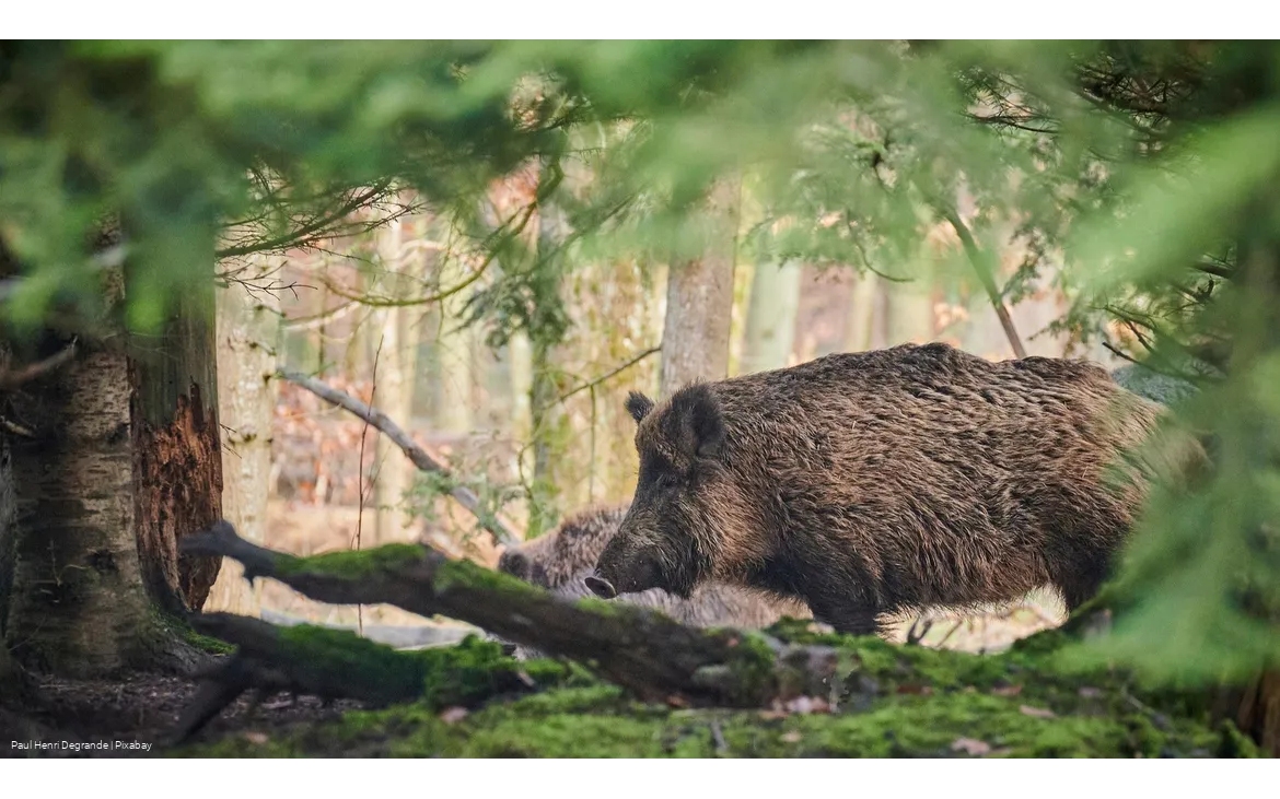 Wildschein