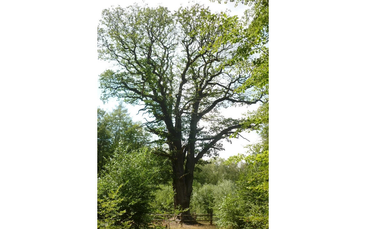 Eiche in Menden im NSG Luerwald