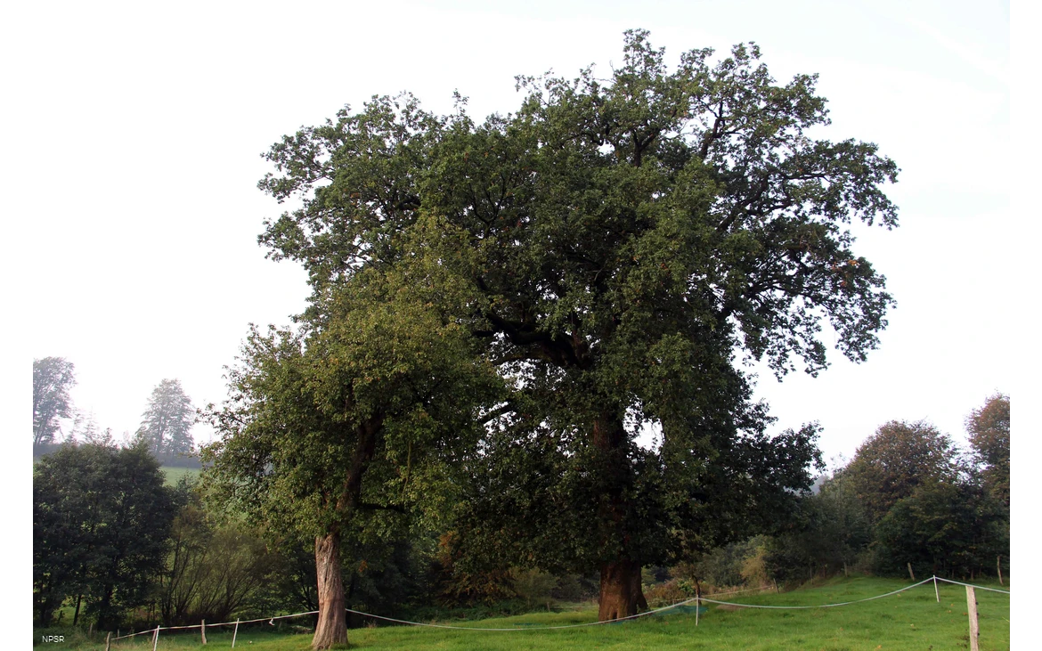 Eiche in Halver-Schlachtenrade