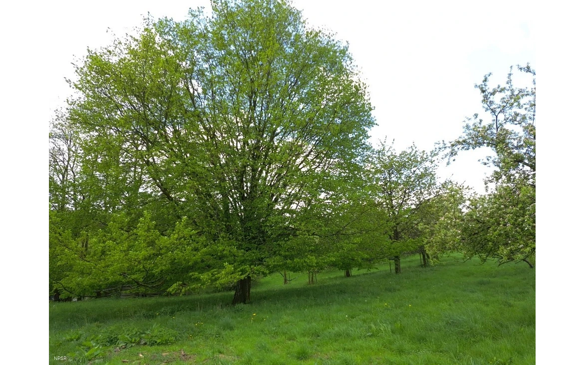 Gemeine Hainbuche in Meinerzhagen