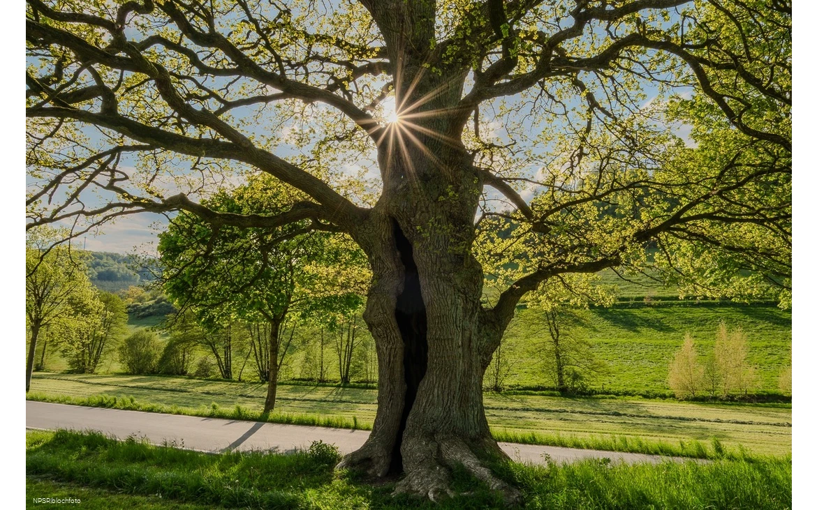 Stieleiche in Schmallenberg-Kirchilpe