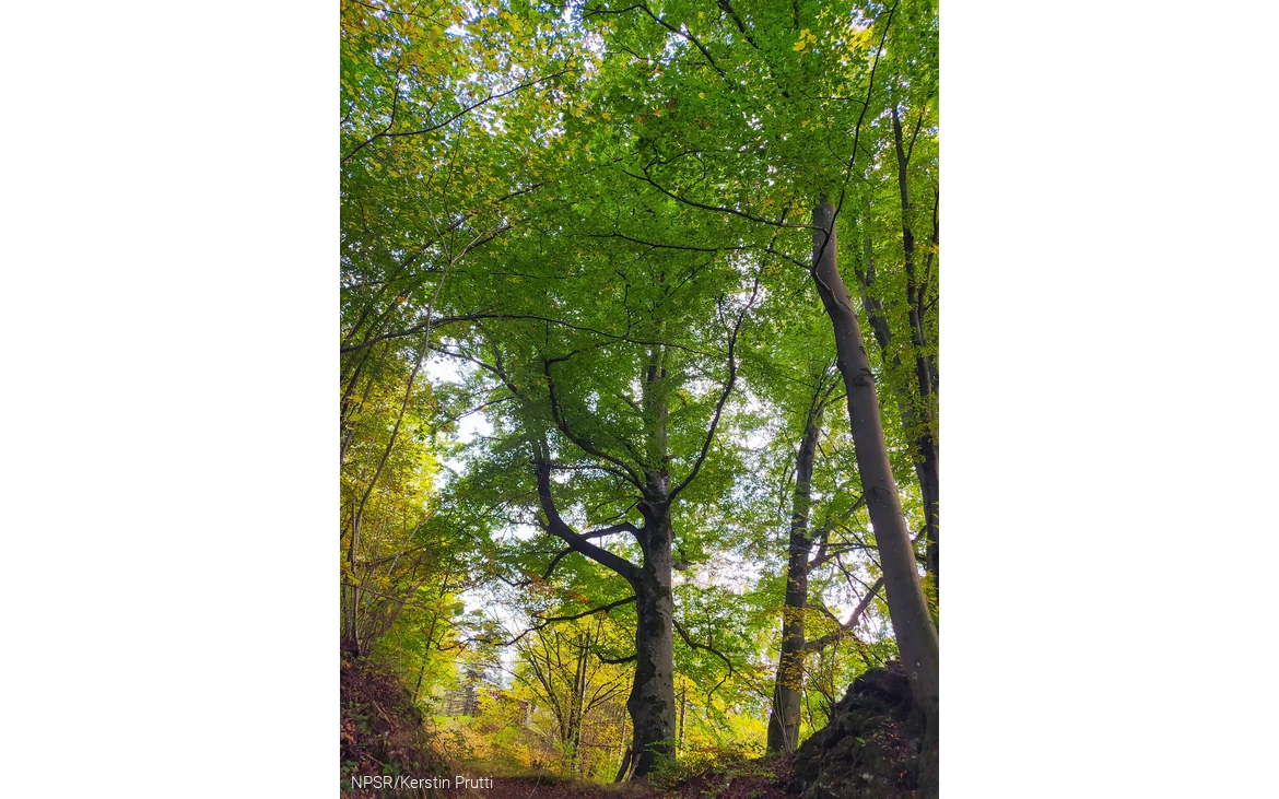 Was ein Anblick - mächtig thront diese Rotbuche in einem Wäldchen nahe Deutmecke