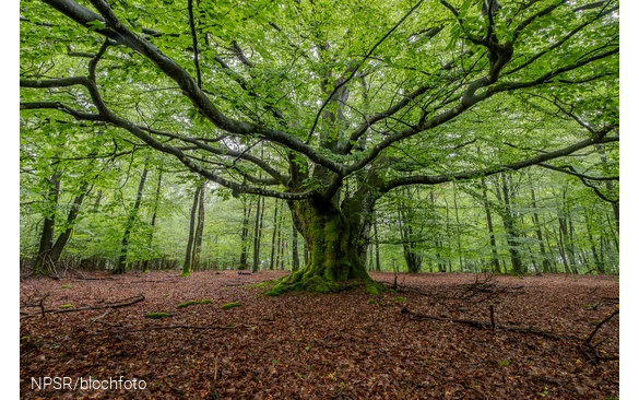 Buche bei Schönau, Wenden