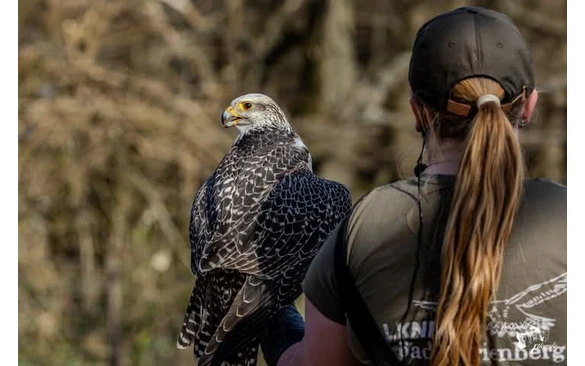Falknerei Bad Marienberg