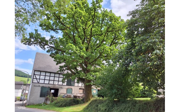 Eiche, Schmallenberg-Oberhenneborn