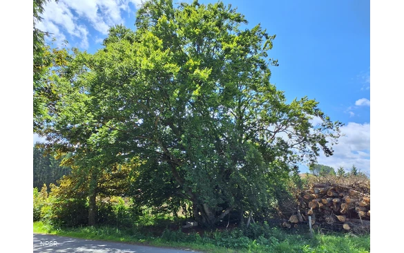 Rotbuche in Winterberg-Hesborn