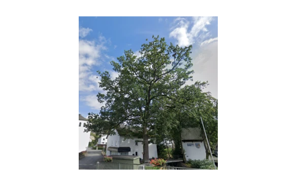 Eiche in Winterberg-Niedersfeld