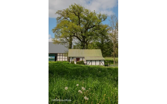 Eiche in Meschede-Vellinghausen