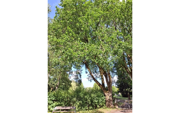 Berg-Ulme in Sundern-Hachen