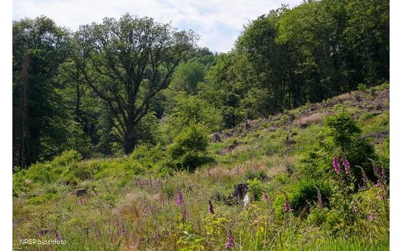 Naturdenkmal Breite Eiche in Plettenberg