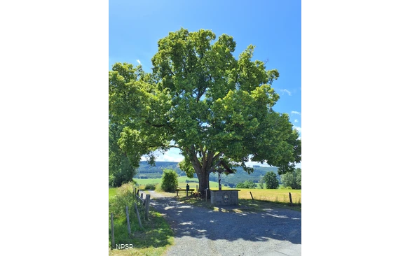 Winterlinde in Schmallenberg-Grafschaft