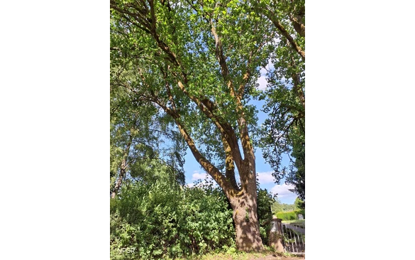 Berg-Ulme in Sundern-Hachen