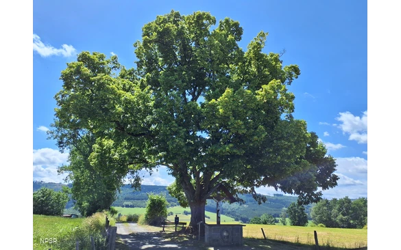 Winterlinde in Schmallenberg-Grafschaft