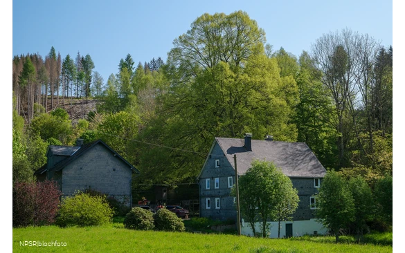 Weithin sichtbar - die Linde am Forsthaus Hülshof