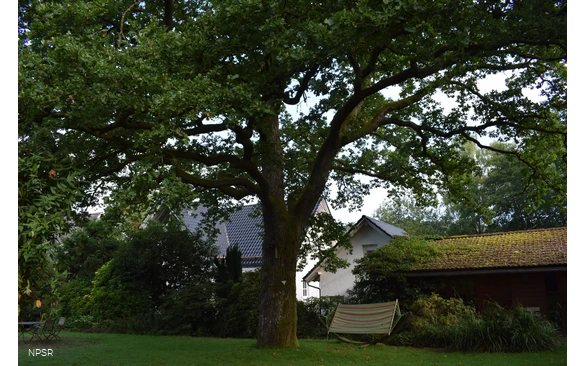 Auf  einem Privatgrundstück in Littfeld steht dieses Naturdenkmal.