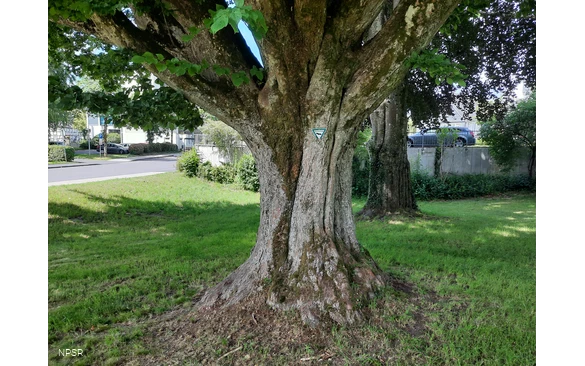 Naturdenkmal in der Ortsmitte von Hilchenbach