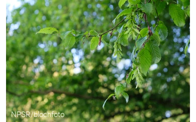 Hainbuche_Langenbachtal_3