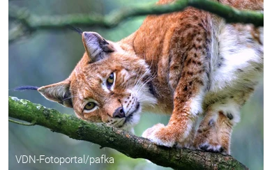 Luchs