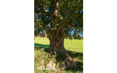 Stieleiche in Schmallenberg-Kirchilpe