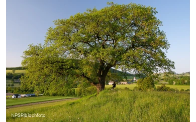 Stieleiche Schmallenberg-Grafschaft