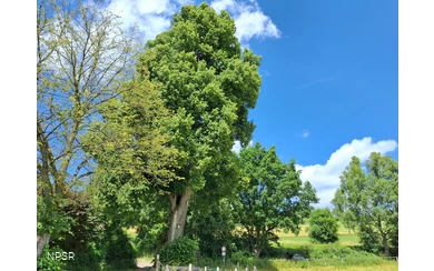 Winterlinde in Winterberg-Züschen