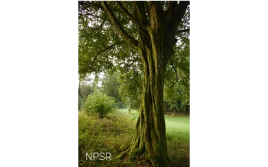 Einen beeindruckenden Umfang hat diese Hainbuche.