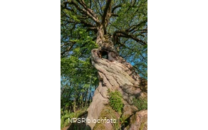 Rotbuche in Winterberg