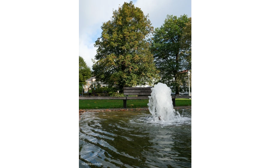 Sommer-Linde in Neuenrade