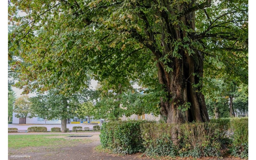 Sommer-Linde in Neuenrade