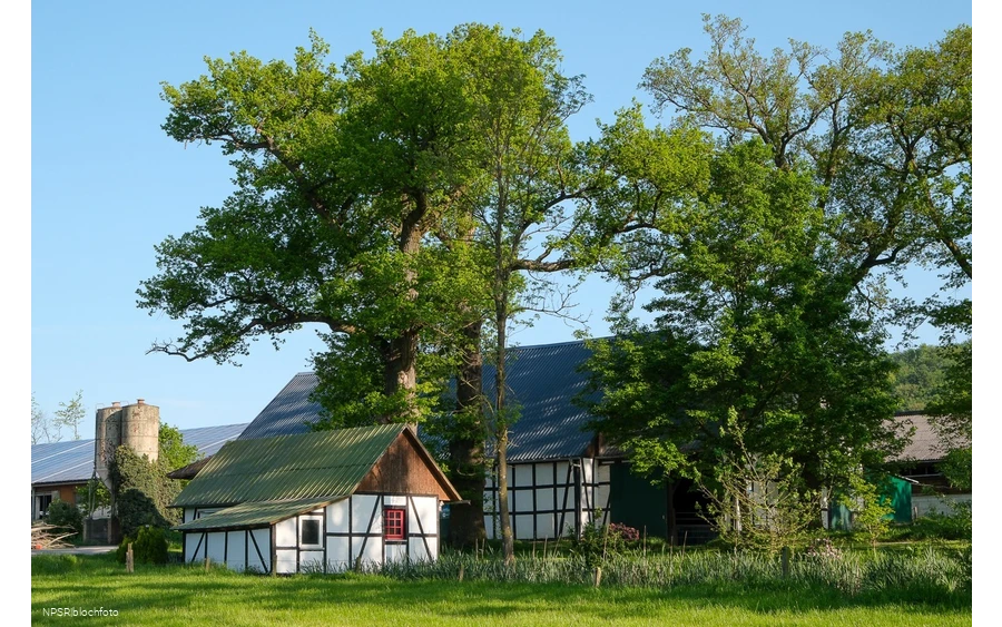Eiche in Meschede-Vellinghausen