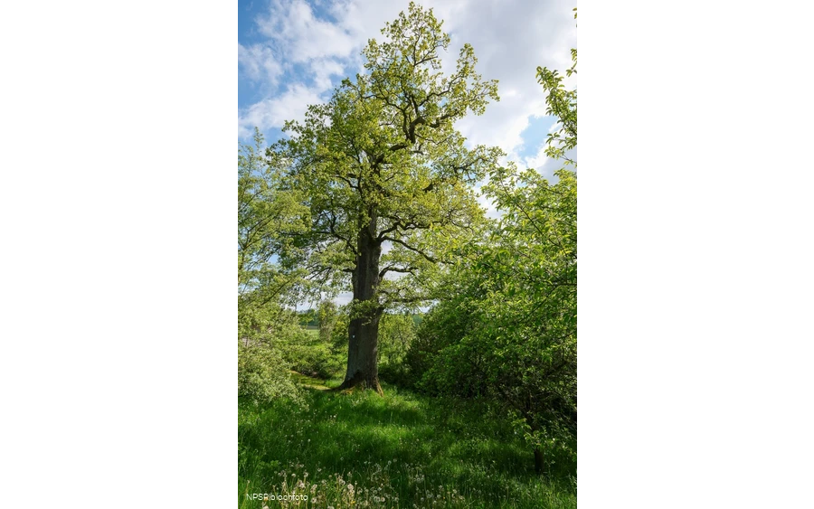 Stieleiche in Meschede-Laer