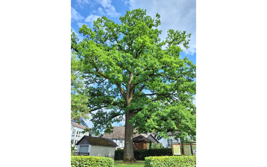Eiche in Schmallenberg-Oberhenneborn