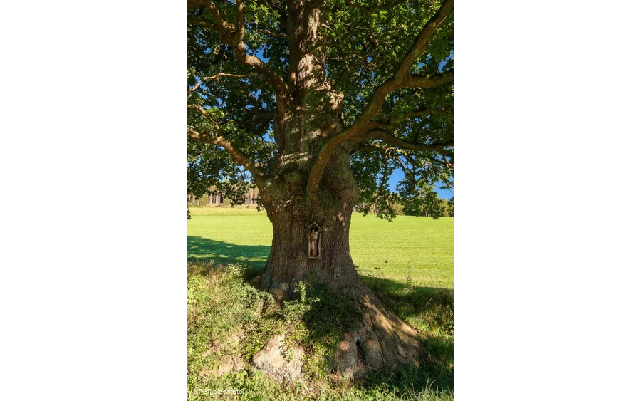 Stieleiche in Schmallenberg-Kirchilpe