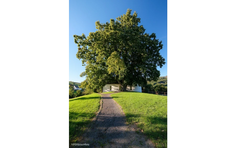 Winterlinde in Eslohe-Wenholthausen, Eibelkapelle