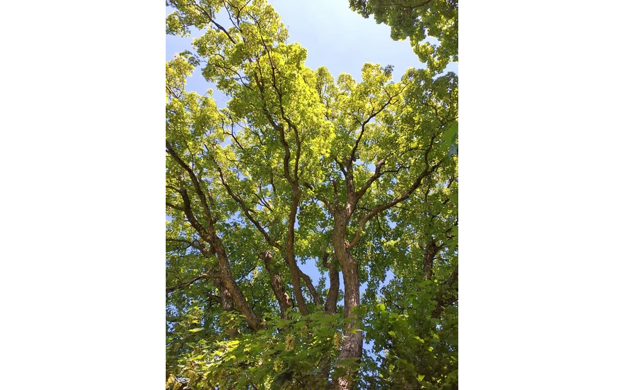 Berg-Ahorn in Schmallenberg-Grafschaft