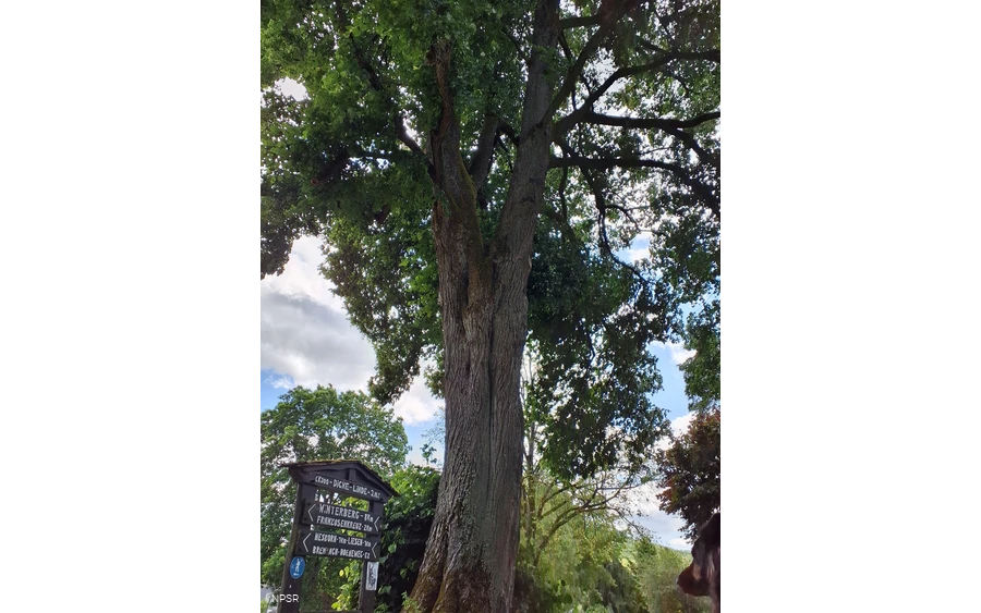 Winterlinde in Winterberg-Züschen