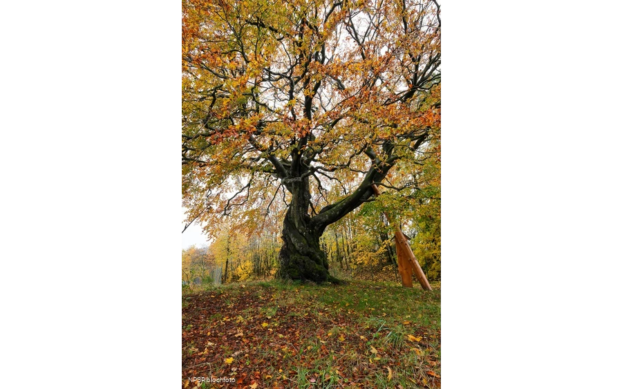 Rotbuche in Winterberg