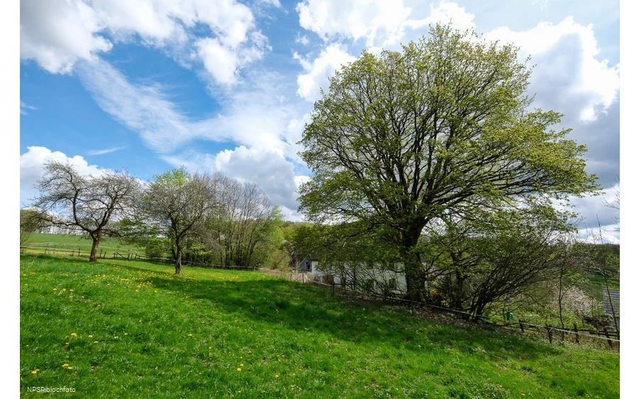 Berg-Ahorn in Herscheid