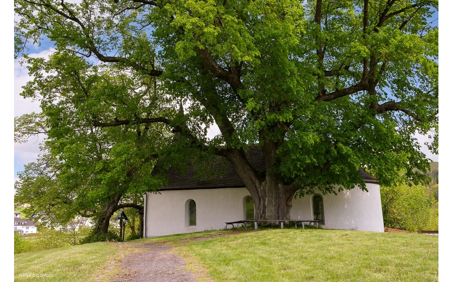 Winterlinde in Eslohe-Wenholthausen, Eibelkapelle