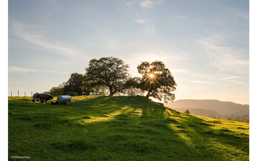 Stieleiche Schmallenberg-Grafschaft