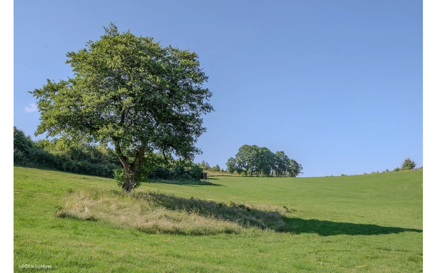 Schwarz-Erle in Balve-Garbeck