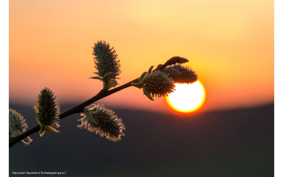 ... Sonnenuntergangsstimmung im Märkischen Sauerla