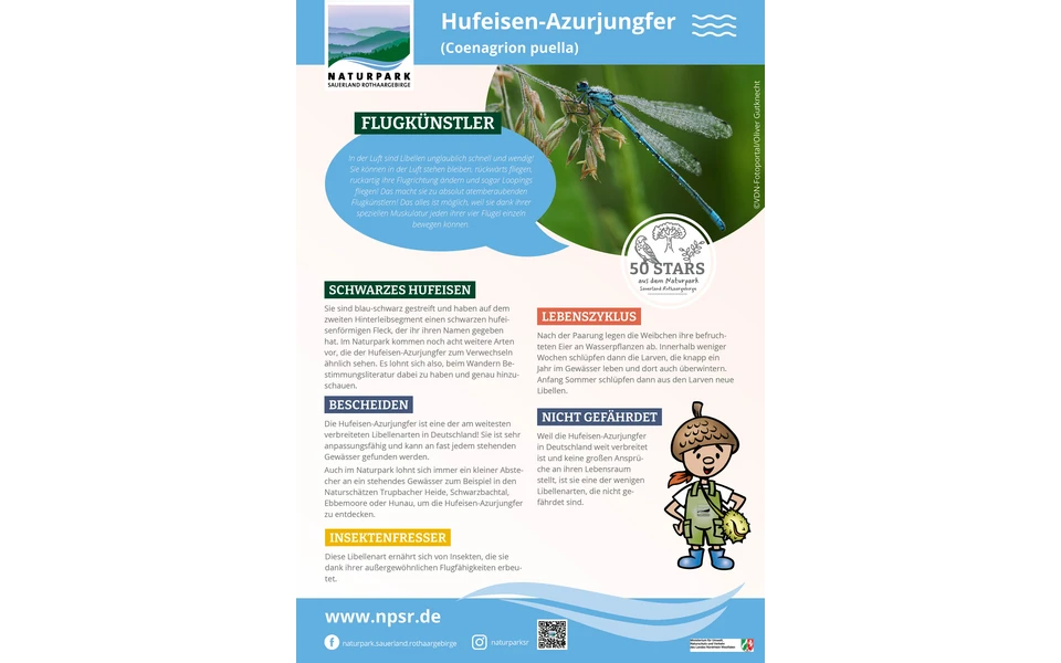 20_Hufeisen-Azurjungfer