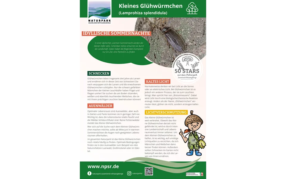 12_Glühwürmchen