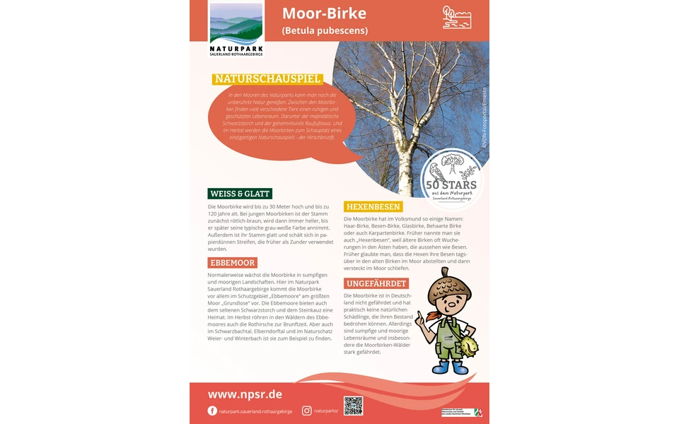 22_Moorbirke