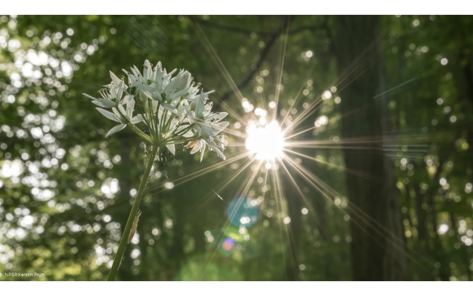 Bärlauchblüte im Breiten Hagen