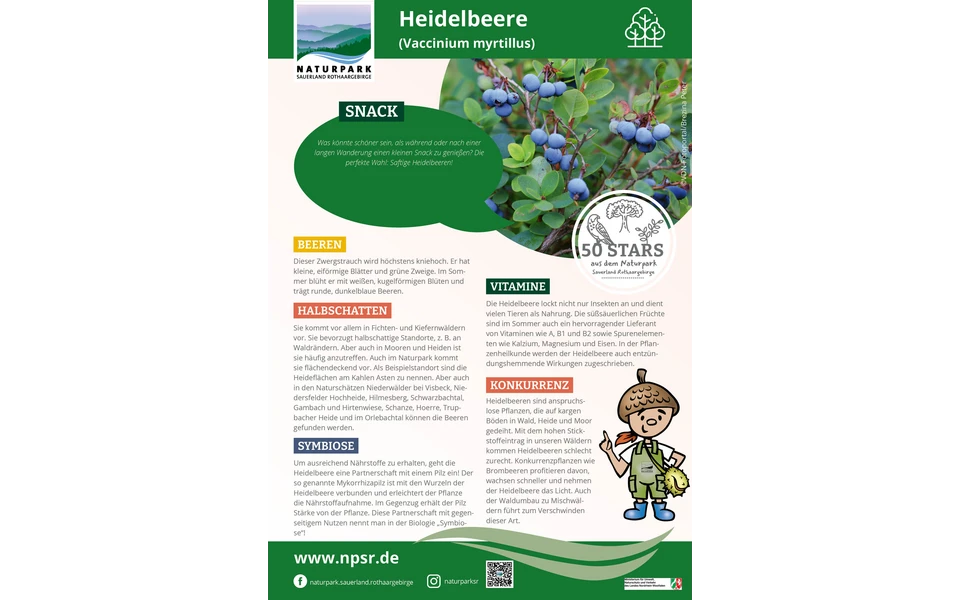 18_Heidelbeere