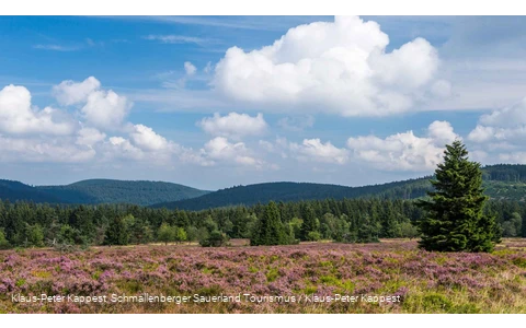 Heidelandschaft auf dem Kahlen Asten