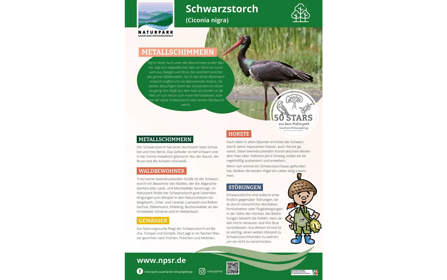 40_Schwarzstorch