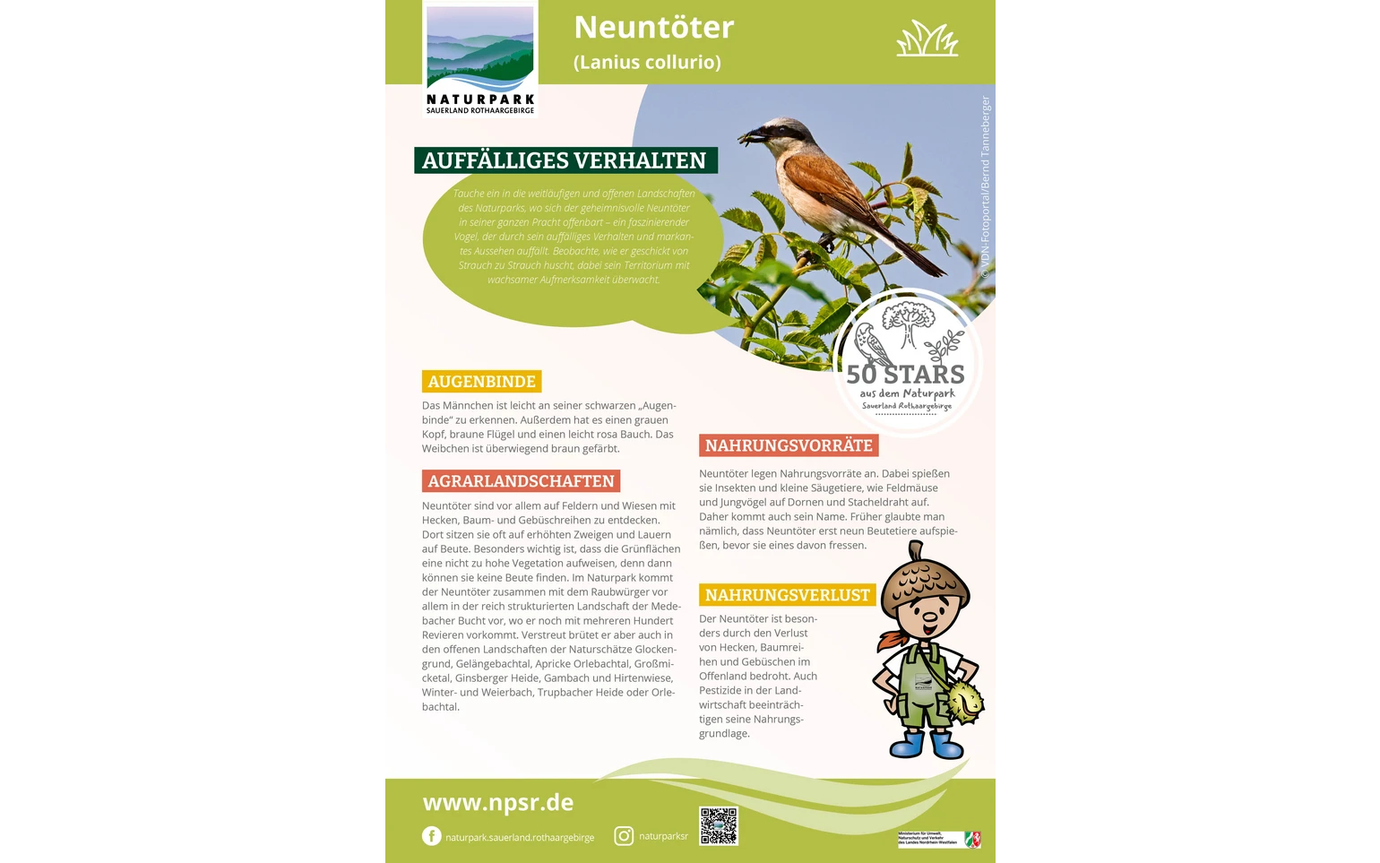 31_Neuntöter